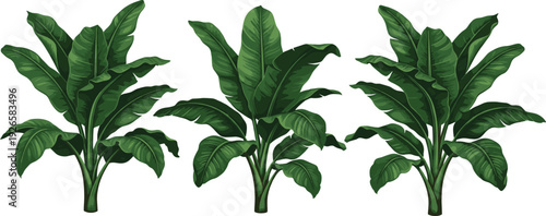 Tropical Banana Tree Vector Set with Large Green Fronds and Lush Foliage for Exotic Jungle Landscaping Island Nature Backgrounds and Botanical Garden Illustrations