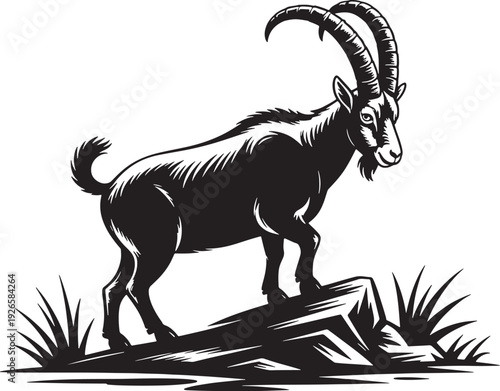 Black and white of an ibex standing on rocks with grass goat mountain goat