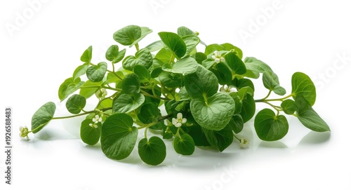 Bacopa monnieri Brahmi plant with vibrant green leaf growth and small white flowers isolated on white background