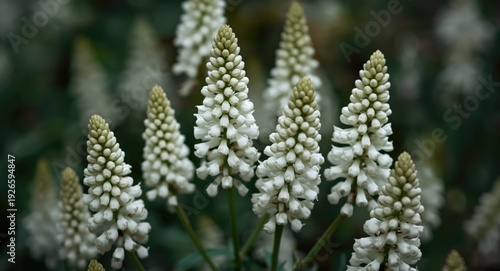 Wallpaper Mural White flowering terminal spikes of Lysimachia clethroides with fine petal details and copy space Torontodigital.ca