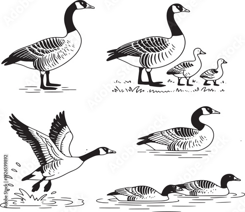 Collection of black and white line of Canada geese in various poses on land and water
