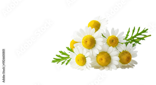 a macro photograph of delicate german chamomile flowers with white petals and vibrant yellow centers, covered in glistening dewdrops, isolated on a bright white background with copy space, concept of
