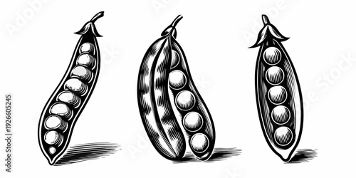 Illustration of three pea pods with visible peas inside black and white
