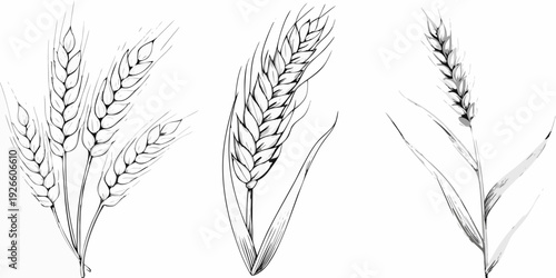 Detailed illustration of three wheat stalks with slender textured grains