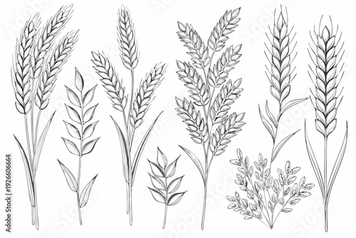 Detailed botanical illustration of various wheat and grain stalks