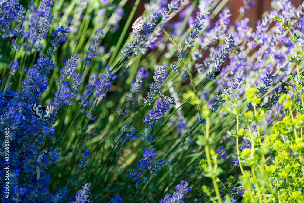 Obraz premium Several butterflies feeding on blooming lavender flowers in a garden during summer.