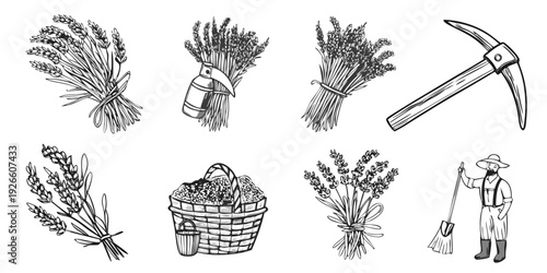 Vintage lavender harvest illustration with tools and a farmer depiction