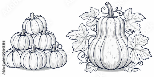 Detailed sketch of pumpkins and gourds with leafy vines