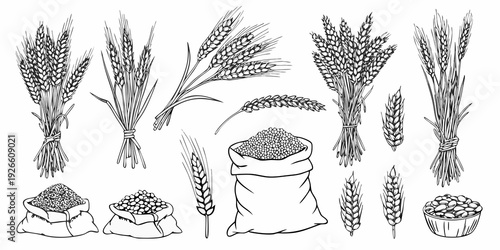 Detailed sketches of wheat sheaves grains and a sack of produce