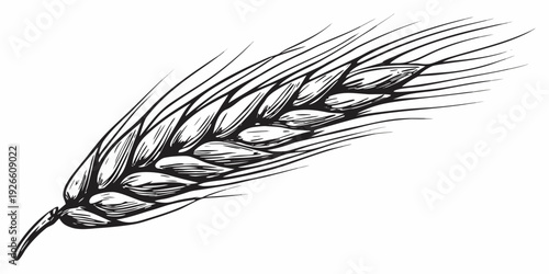 Detailed black and white illustration of a single wheat stalk