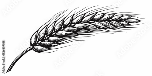 Detailed black and white illustration of a single wheat stalk