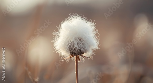Blurry bokeh background framing a winter white fluffy cottony weed