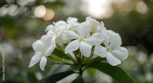 White jasmine flowers captured in a serene garden atmosphere