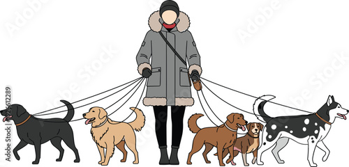 Professional Dog Walker in Winter Jacket Walking Group of Various Breeds on Leashes Including Golden Retriever Labrador and Husky for Pet Service Business