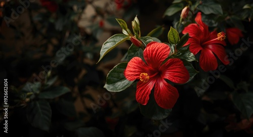 Radiant red hibiscus blooms accompanied by thick green leaf texture and detailed foliage background copy space