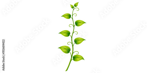 Fresh green plant leaves and sprouts with a natural stem are isolated on a white background for botanical flora design