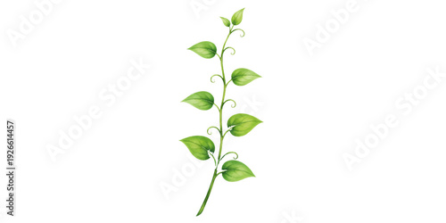 Fresh green plant with young leaves and a natural stem growing as a seedling, isolated on a white background