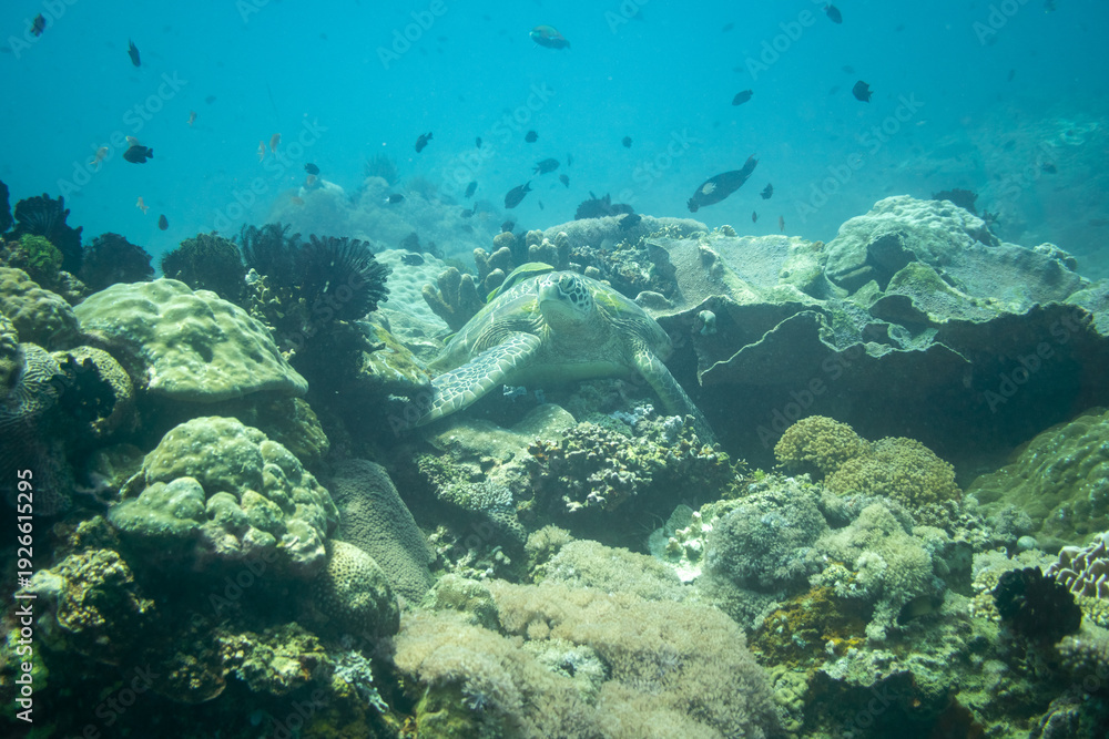 Obraz premium A Large Green Sea Turtle on a Healthy Tropical Reef with Diverse Coral Species