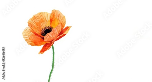 Hand painted watercolor of solitary orange poppy flower for cheery invitations