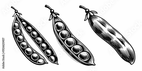 Vintage illustration of three pea pods some open with peas inside