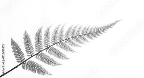 Silver fern silhouette rendered in monochrome tones