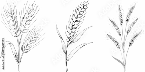 Detailed botanical illustration of various wheat and grain stalks