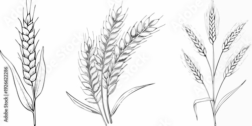 Detailed botanical illustration of various wheat and grain stalks