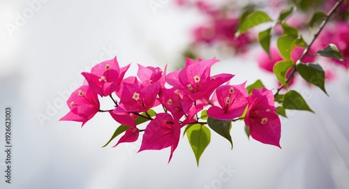Vibrant pink bougainvillea flowers blooming vibrantly in sharp focus outdoors on white backdrop