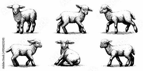 A collection of six sketched lambs in various poses and orientations