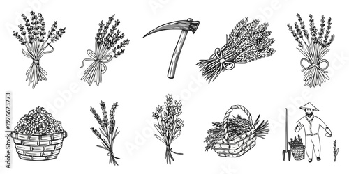 Vintage illustration of lavender bouquets a sickle and harvesting scenes