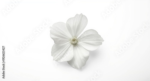 Isolated white flower with ...