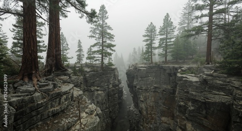 Pine trees rising from frac...