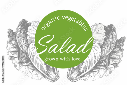 A fresh salad illustration with lettering and sketched cabbage leaves