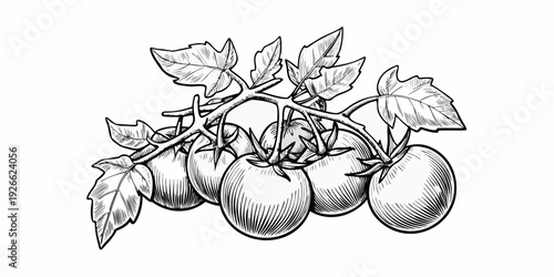 A detailed sketch of ripe tomatoes on a leafy vine