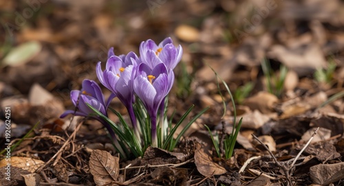 Springtime crocus scene wit...