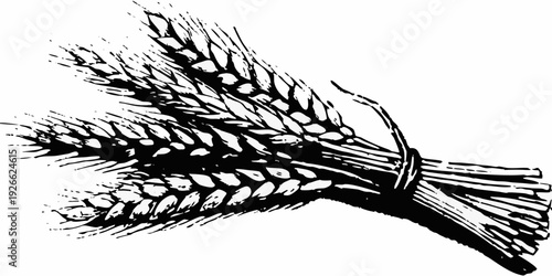 Detailed black and white illustration of a wheat stalk with grains
