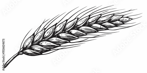 Detailed black and white illustration of a single wheat stalk