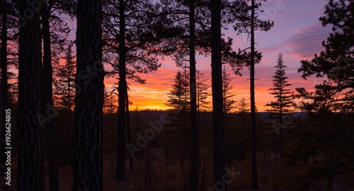 Silhouetted black spruce tr...