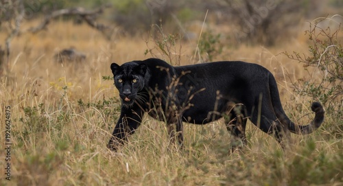 Leopard melanistic phase na...