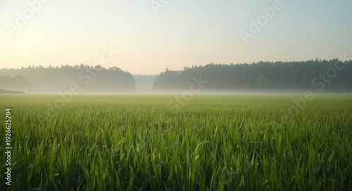 Vibrant green grass field i...