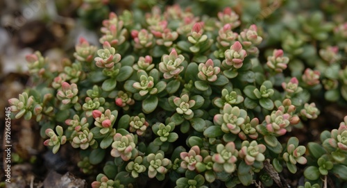 Sedum flora thriving succes...