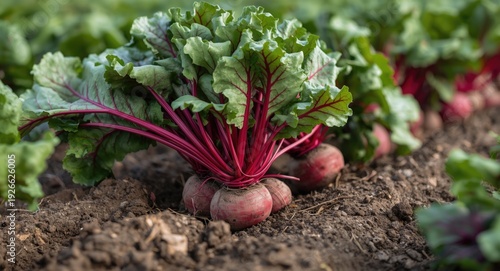 Organic crop rotation plans...