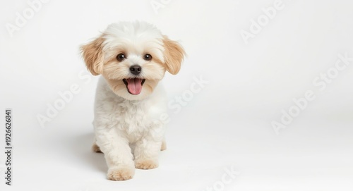 playful Maltipoo dog on a p...