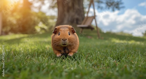 Smiling pet guinea pig runn...