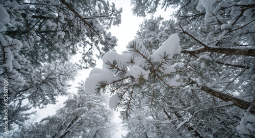 Snow covered pine branches ...