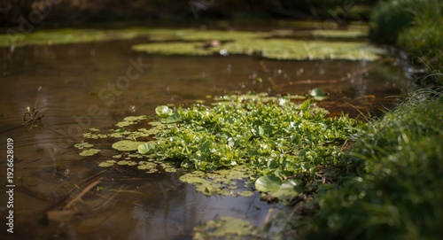 murky pond with thick float...