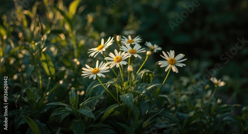 Glowing bidens cernua flowe...