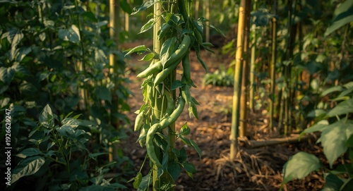 Organic vegetable garden wi...