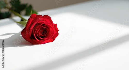 Vivid red rose flower on a ...