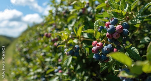 Mid July juicy berry harves...
